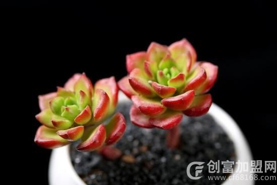 多肉植物