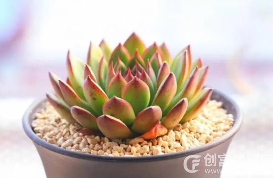 浙江多肉植物品牌运营中心